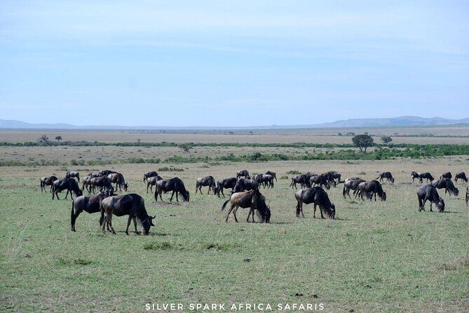 8 Days: Tsavo East National Park Amboseli, Nakuru, Maasai Mara Park - Amboseli National Park: Iconic Views and Elephant Encounters