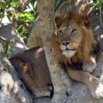 8 days Uganda Primate & Wildlife safari tour - Transport, Accommodation & Meals