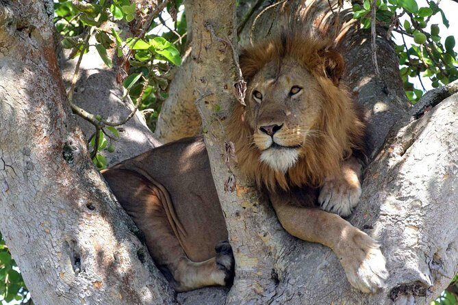 8 days Uganda Primate & Wildlife safari tour - Transport, Accommodation & Meals