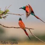 8 Days Uganda Primates Safari - Detailed Breakdown of the Itinerary