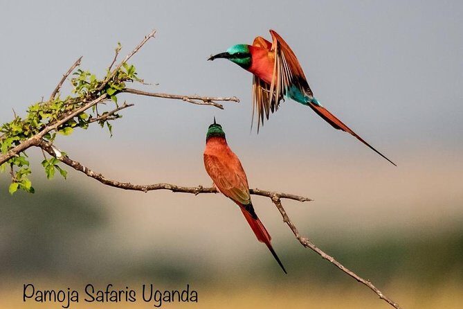 8 Days Uganda Primates Safari - Detailed Breakdown of the Itinerary