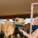 8 Hours Al Ain City Tour without lunch - An In-Depth Look at the Al Ain City Tour