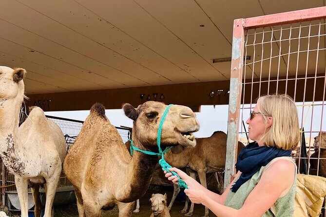 8 Hours Al Ain City Tour without lunch - An In-Depth Look at the Al Ain City Tour