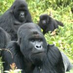 9 Best of Uganda gorilla and wildlife safari - Why Travelers Love This Tour