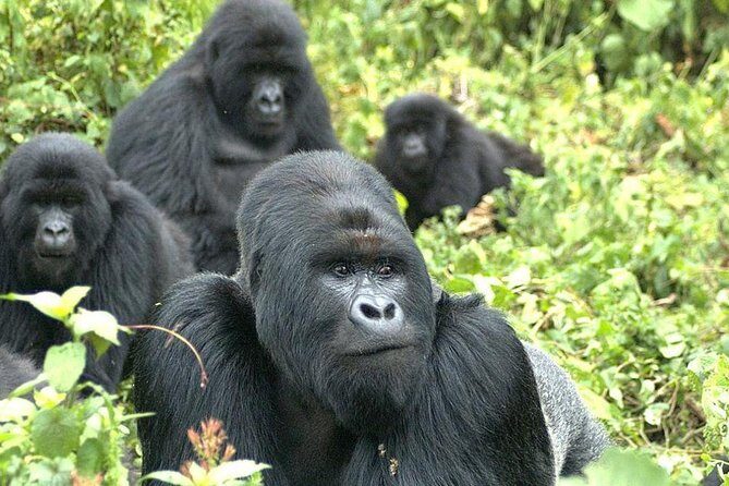 9 Best of Uganda gorilla and wildlife safari - Why Travelers Love This Tour