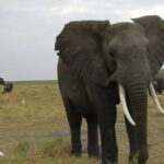 9 Day Best Of Northern Botswana & Victoria Falls - Mix of WildCamping & Lodges - The Authentic Experience and Special Touches