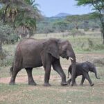 9-Day Enchanting Tanzania Safari -High End All Inclusive - What We Love About This Safari