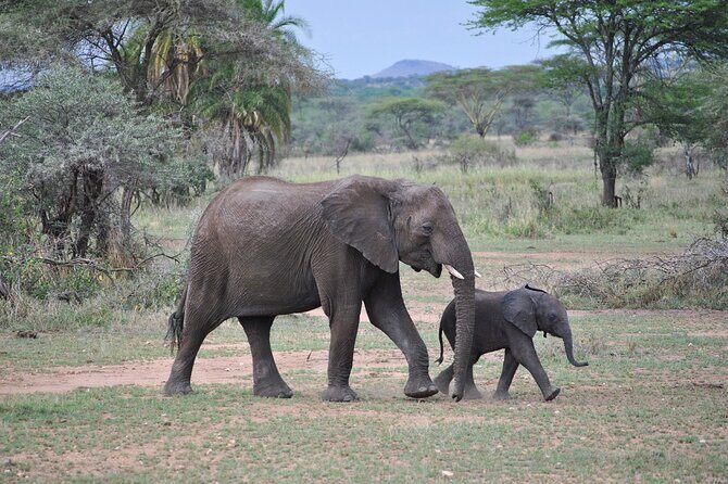 9-Day Enchanting Tanzania Safari -High End All Inclusive - What We Love About This Safari