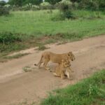 9 day Gorilla Trekking, Chimpanzee & Wilderness Safari (mid-range) - Who Is This Tour Ideal For?