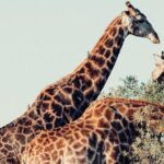 9 day Luxury Kruger Park Safari & Cape Town Tour - The Value of This Tour: What You Get and Why It Matters