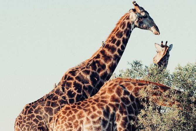 9 day Luxury Kruger Park Safari & Cape Town Tour - The Value of This Tour: What You Get and Why It Matters