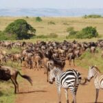 9 Day Private Luxury Spectacle Safari Majestic Kenya Wonderland - What This Tour Means for You