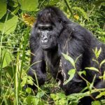 9-Day Private Uganda Wildlife Safari - Final Thoughts: Who Is This Tour Best For?