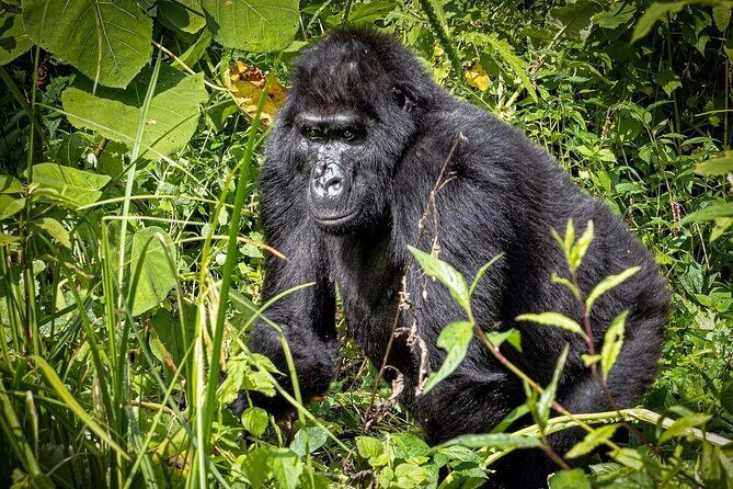 9-Day Private Uganda Wildlife Safari - Final Thoughts: Who Is This Tour Best For?