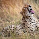 9-Day Serengeti Migration Footsteps Tanzania Safari - Authentic Encounters and Guides