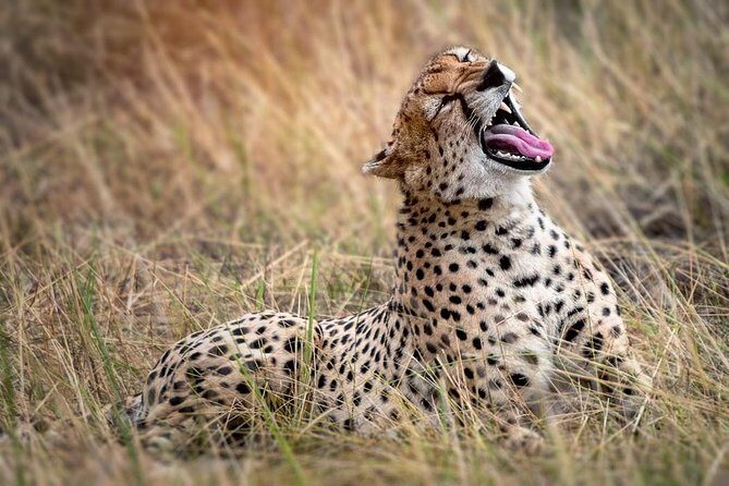 9-Day Serengeti Migration Footsteps Tanzania Safari - Authentic Encounters and Guides