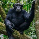 9-Day Uganda Primates - Lions & so Much More (Midrange) - Who Is This Tour Best For?
