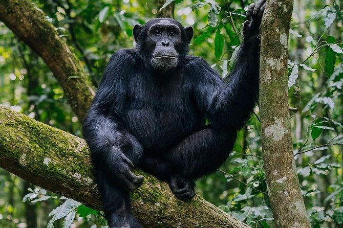 9-Day Uganda Primates - Lions & so Much More (Midrange) - Who Is This Tour Best For?