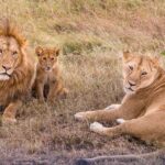 9-Day Ultimate Tanzania Honeymoon Safari Luxury Package - The Experience of Guides and Lodges