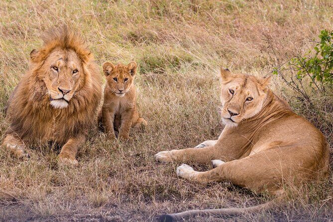 9-Day Ultimate Tanzania Honeymoon Safari Luxury Package - The Experience of Guides and Lodges
