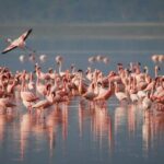9 Days / 8 Nights Join group Safari - Accommodation and Meals