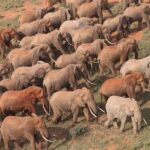 9-Days Discover Kenya Private Safari - Value for Money