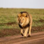 9 Days Great Migration Safaris with Kojuu Safaris Africa-Luxury. - Day 2: Tarangire National Park – Elephant Wonderland
