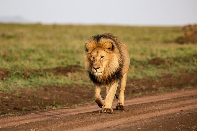 9 Days Great Migration Safaris with Kojuu Safaris Africa-Luxury. - Day 2: Tarangire National Park – Elephant Wonderland