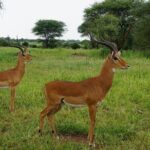 9-Days High End Road and Air Kenya Safari - Day-by-Day Breakdown: What to Expect