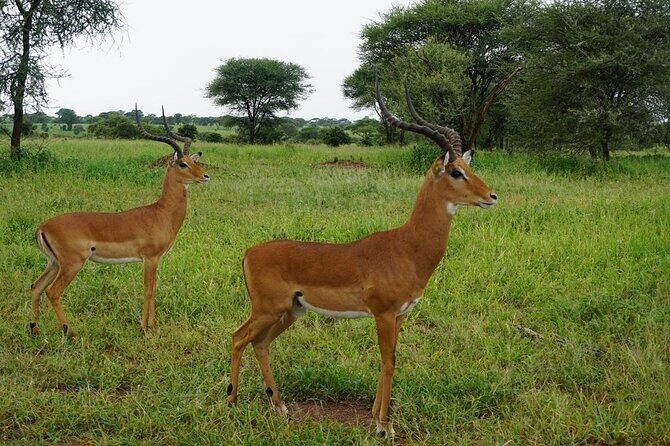 9-Days High End Road and Air Kenya Safari - Day-by-Day Breakdown: What to Expect