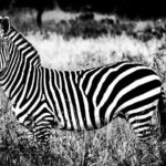 9 Days Kenya and Tanzania Wildlife Experience - What Reviewers Love About This Experience
