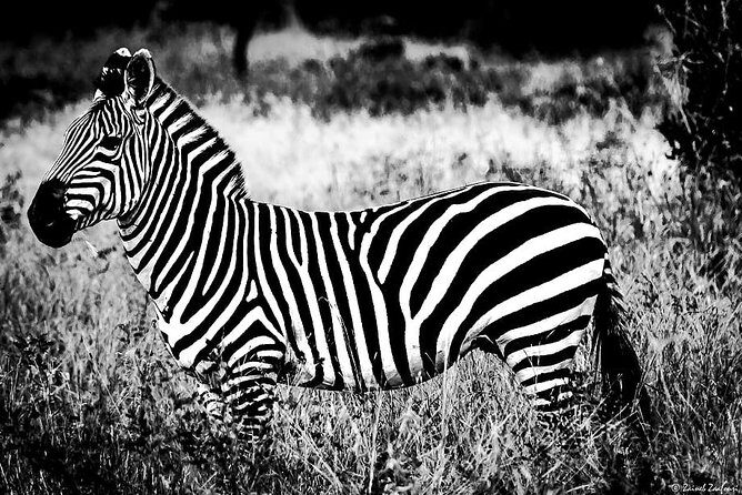 9 Days Kenya and Tanzania Wildlife Experience - What Reviewers Love About This Experience