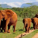 9 Days Kenya Classic Lodge Safari - The Experience from Reviews
