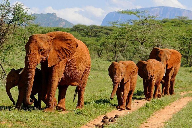 9 Days Kenya Classic Lodge Safari - The Experience from Reviews