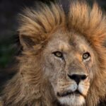 9 Days of Private Safari Tour in Serengeti and Ngorongoro - Practical Considerations