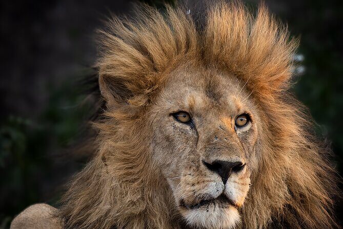 9 Days of Private Safari Tour in Serengeti and Ngorongoro - Practical Considerations
