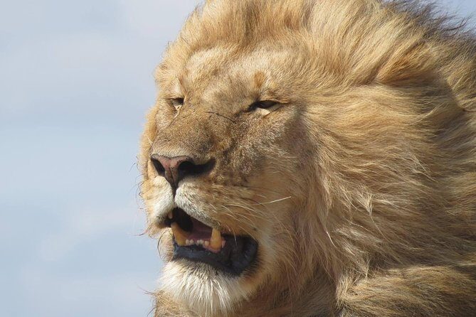 9 Days Safari To See Great Migration Crossing - Key Points