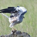 9 Days Samburu- Nakuru- Mara-Naivasha- Amboseli Wild Safari - What Sets This Safari Apart?