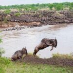 9 Days Tarangire, Serengeti, Ngorongoro Crater & Manyara Camping Safari Tour - Practical Aspects and Tips