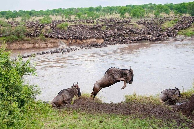 9 Days Tarangire, Serengeti, Ngorongoro Crater & Manyara Camping Safari Tour - Practical Aspects and Tips