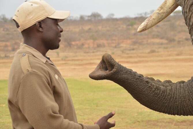 90-minute Elephant Watching Experience in Hoedspruit - Detailed Review of the 90-minute Elephant Watching Experience
