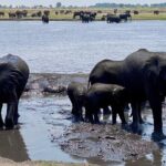 A Chobe Full Day Tour - Botwana - What Travelers Say