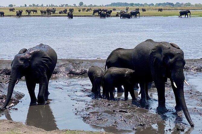 A Chobe Full Day Tour - Botwana - What Travelers Say