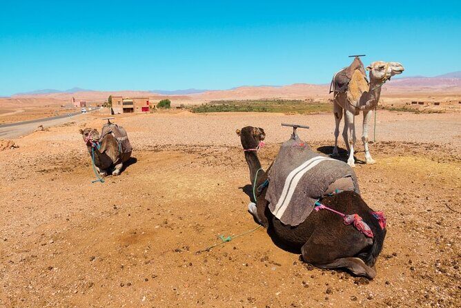a day in the High Atlas and discovery of Berber culture - Camel Ride and Additional Activities