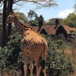 A Day Tour to Giraffe Center in Nairobi Kenya - The Experience: What Travelers Say