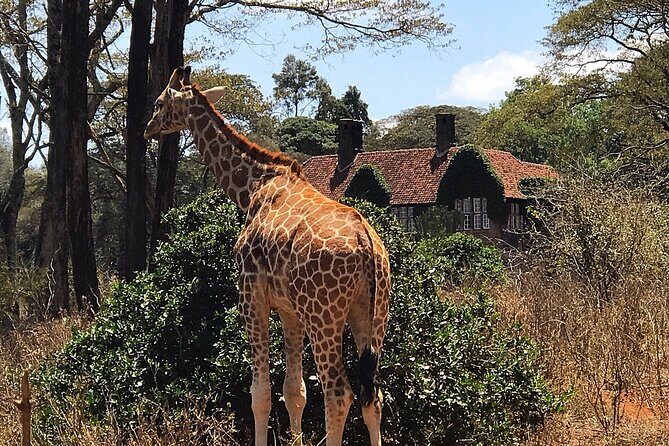A Day Tour to Giraffe Center in Nairobi Kenya - The Experience: What Travelers Say