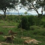 A day trip to mikumi from morogoro - The Value of This Tour