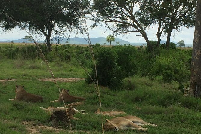 A day trip to mikumi from morogoro - The Value of This Tour