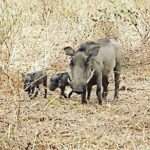 A Day Trip To Saadani National Park From Dar es salaam / Zanzibar - Lunch and refreshment details