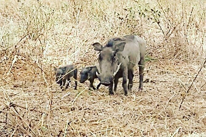 A Day Trip To Saadani National Park From Dar es salaam / Zanzibar - Lunch and refreshment details